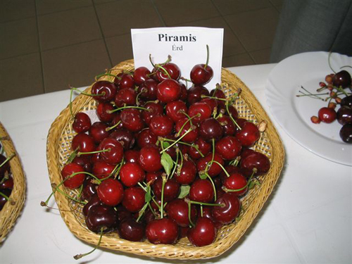 Piramis Piramis