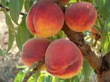 Padana Padana