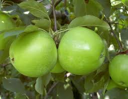 Granny Smith Grannysmith