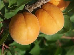 Hargrand Hargrand