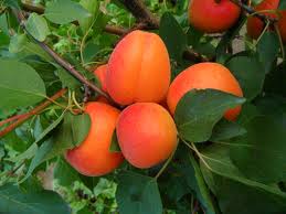 Orangered Orangered