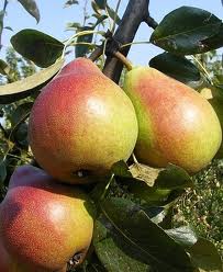 Clapp kedveltje Clapp kedveltje